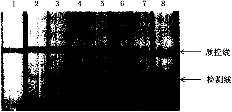 Novel detection kit for transgenic aspergillus oryzae and detection method thereof