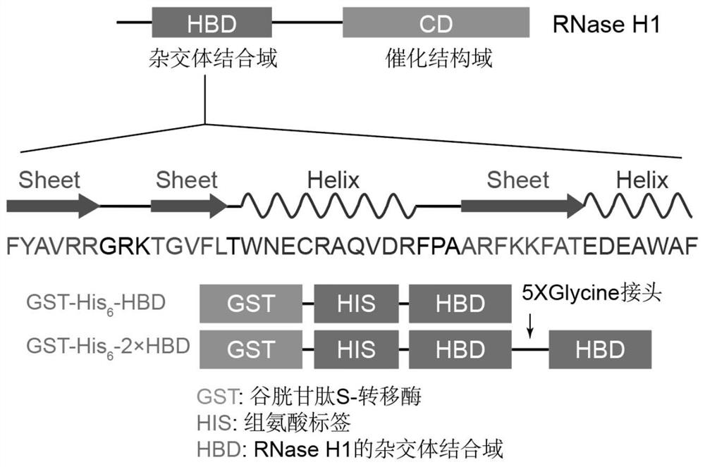 R-loop binding protein GST-His6-1/2*HBD and whole genome R-loop detection method