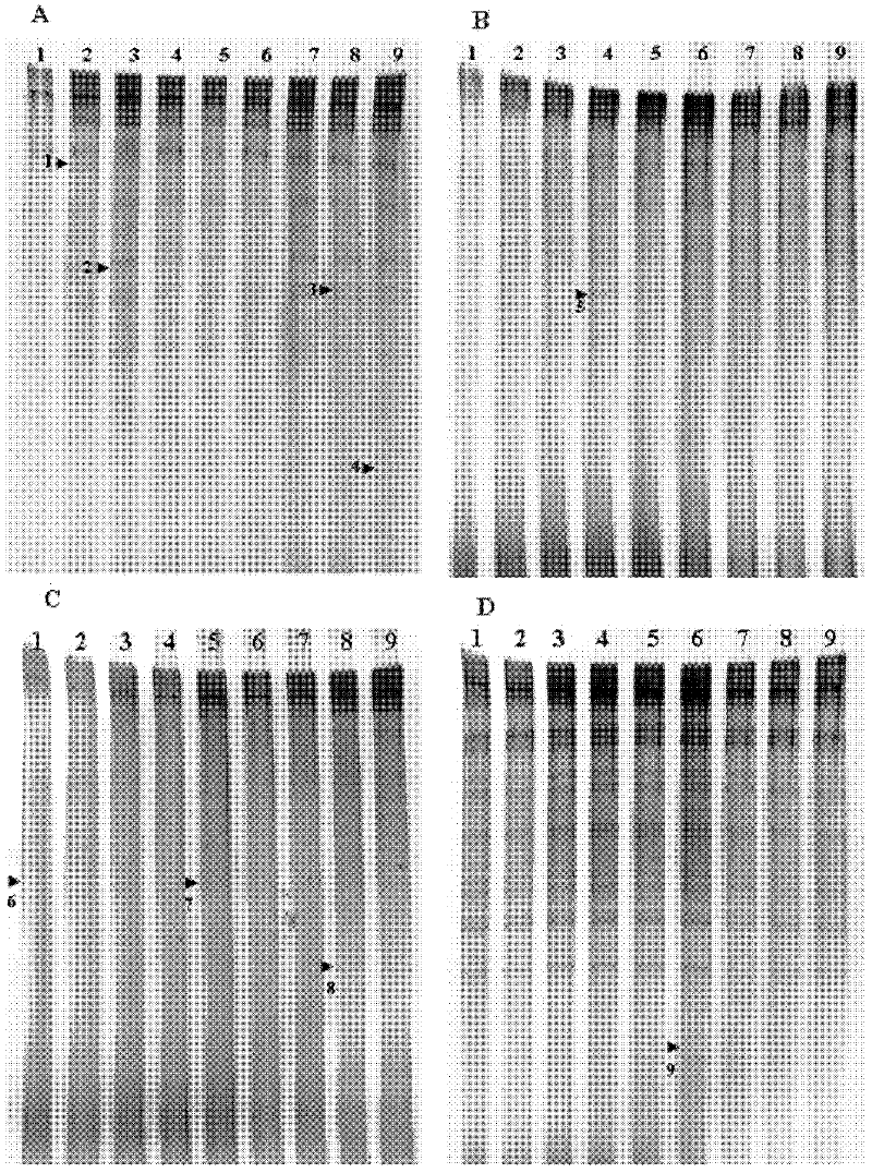 Detection method for structural change of rhizosphere soil microorganism of genetically modified paddy rice