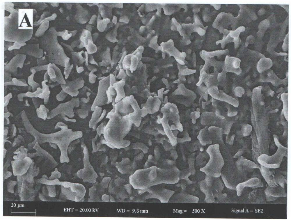 Preparation method and application of effective parts of Siberian white thorn polysaccharide