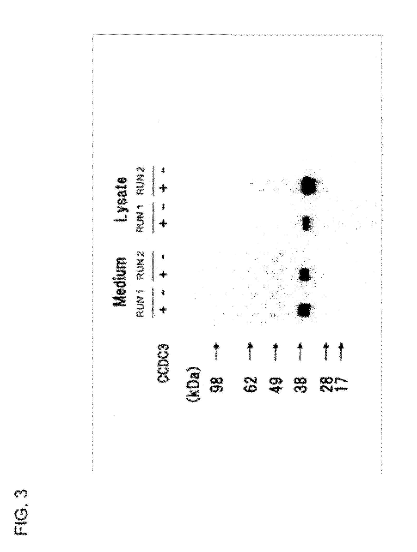 Test agent for visceral obesity and use thereof
