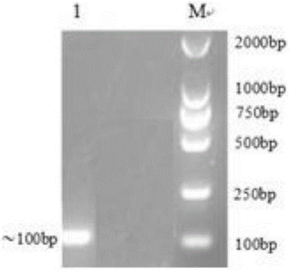 Yeast expressed chicken Cathelicidin antibacterial peptide as well as preparation method and application thereof