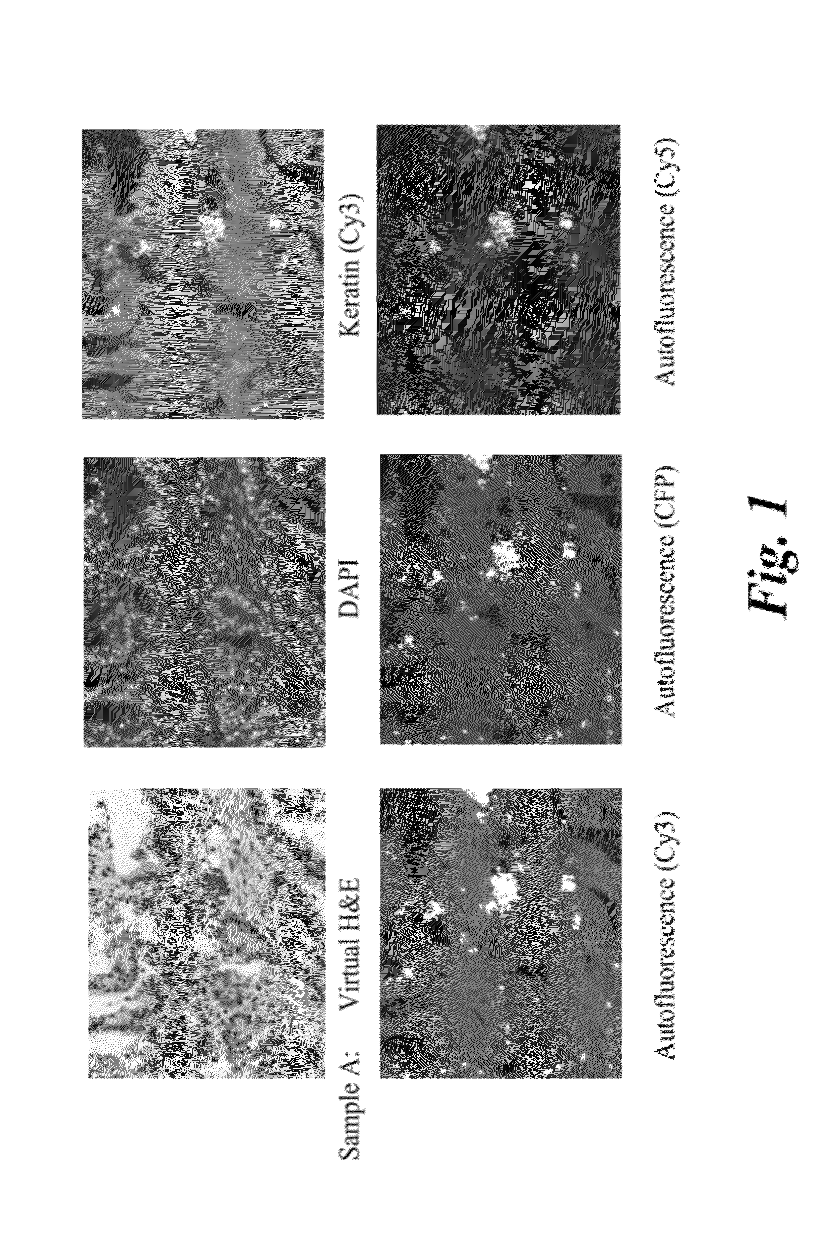 System and methods for mapping fluorescent images into a bright field color space