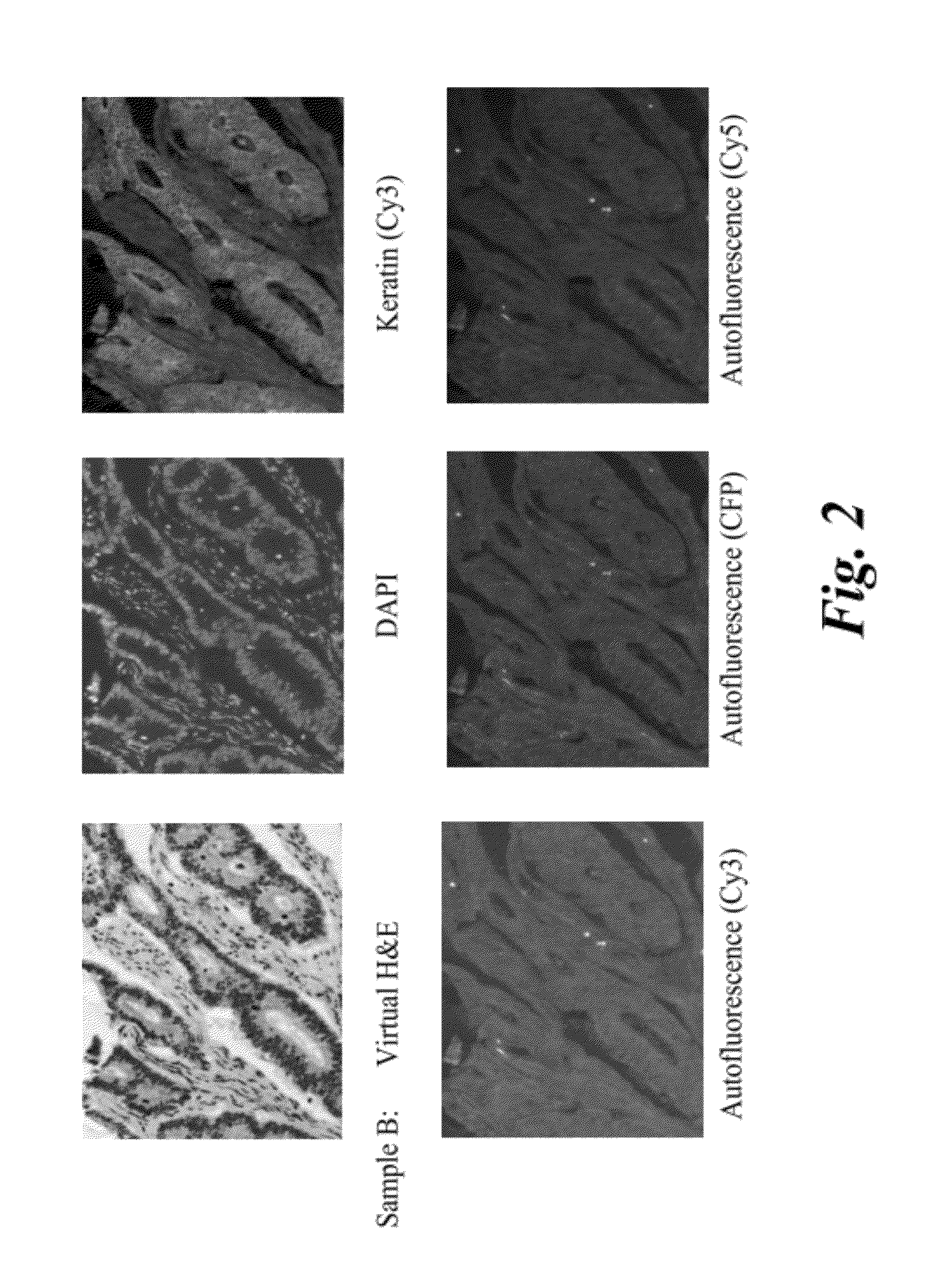 System and methods for mapping fluorescent images into a bright field color space