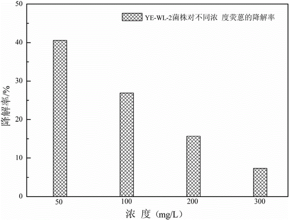 Polycyclic aromatic hydrocarbon degrading bacterium and applications thereof