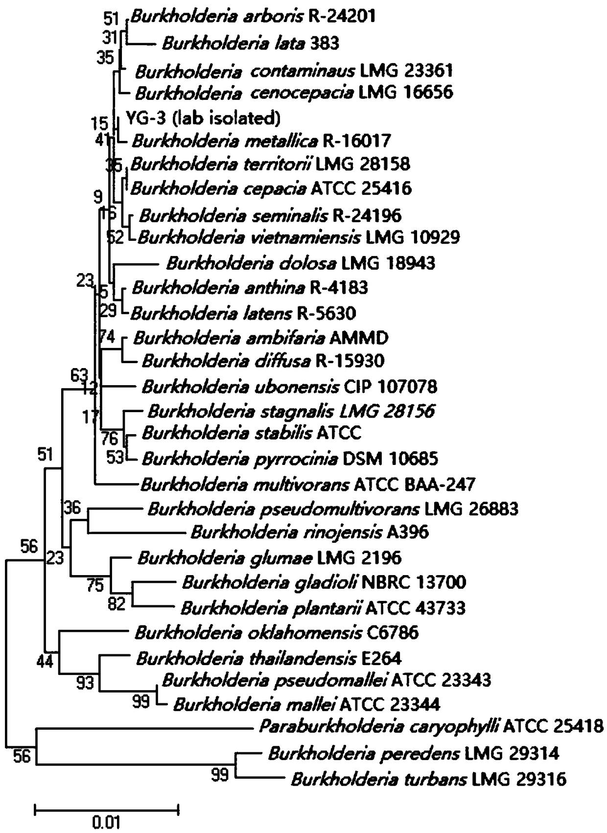 Poplar endophyte burkholderia cenocepacia YG-3 with efficient tolerance to multiple heavy metals