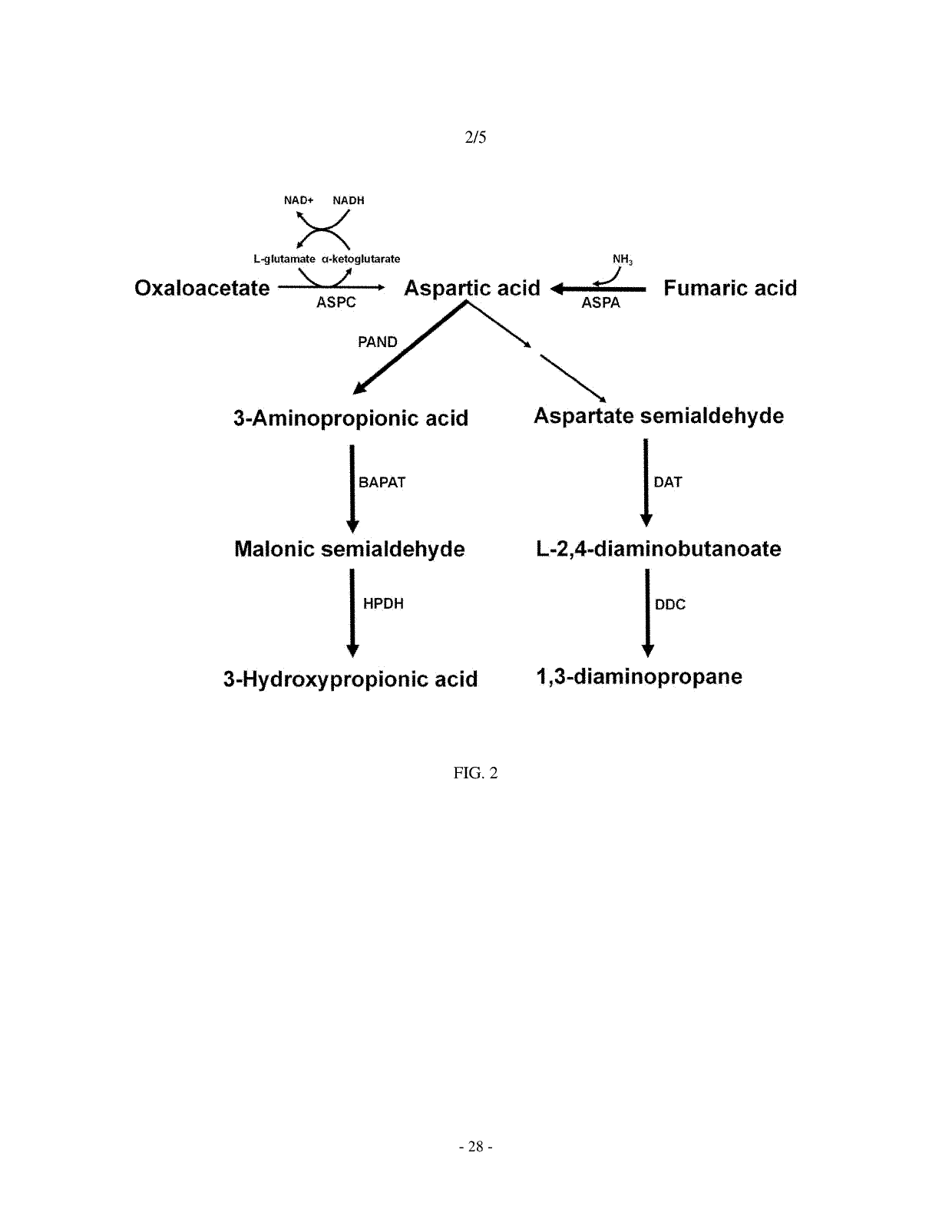 Mutant microorganism producing L-aspartic acid derivatives, and method for producing L-aspartic acid derivatives using same