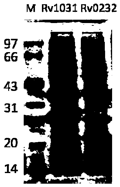 Protein and pharmaceutical composition for diagnosis of tuberculosis