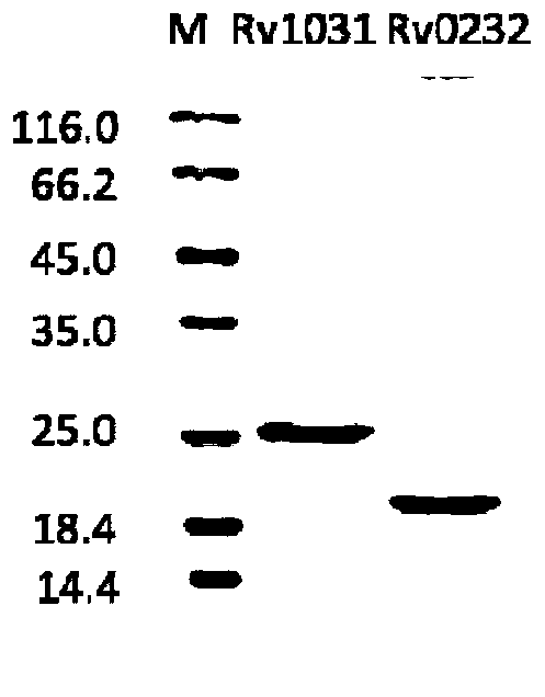 Protein and pharmaceutical composition for diagnosis of tuberculosis