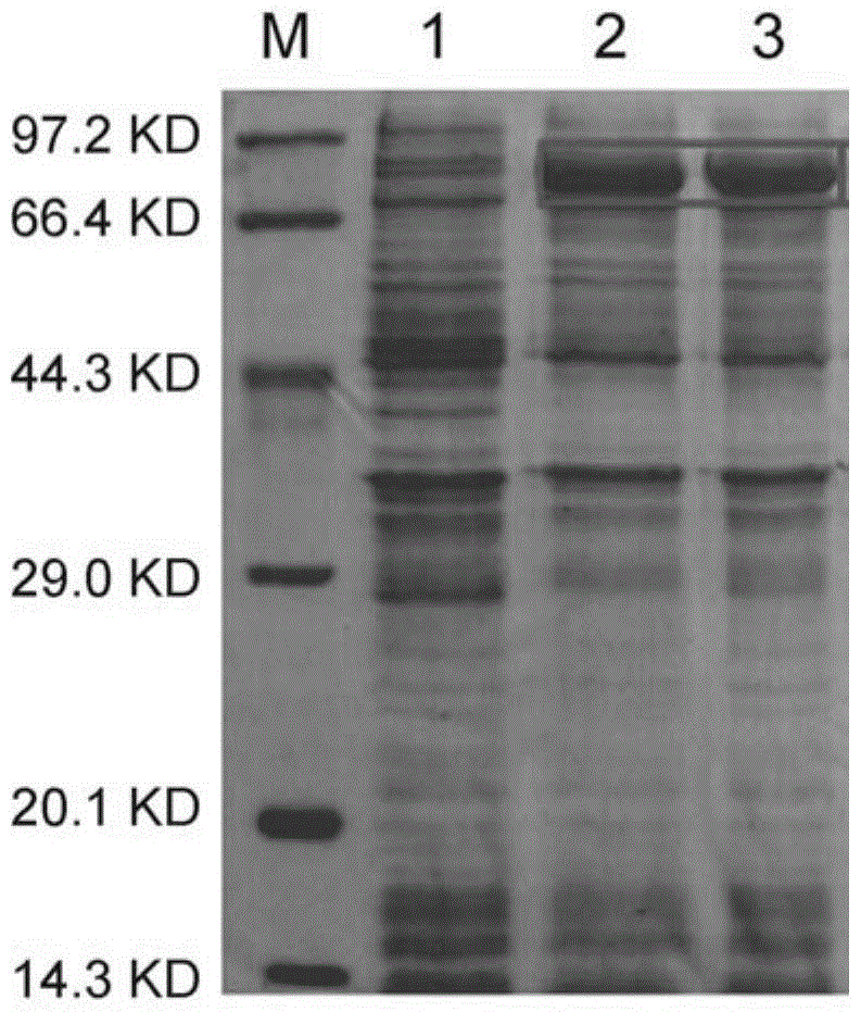 Application of f52-2 protein and its coding gene and hydrolyzed xylan