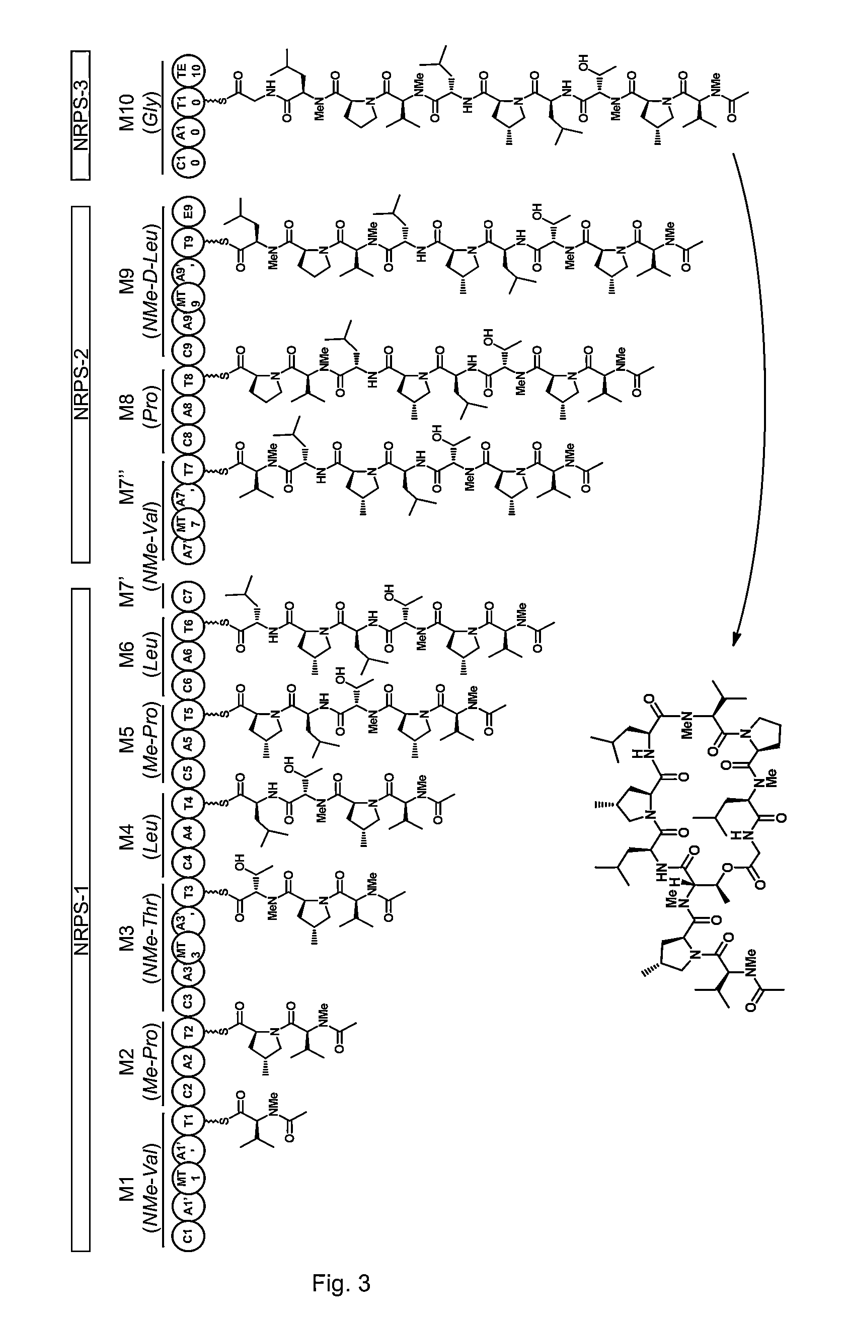 Gene cluster for biosynthesis of griselimycin and methylgriselimycin