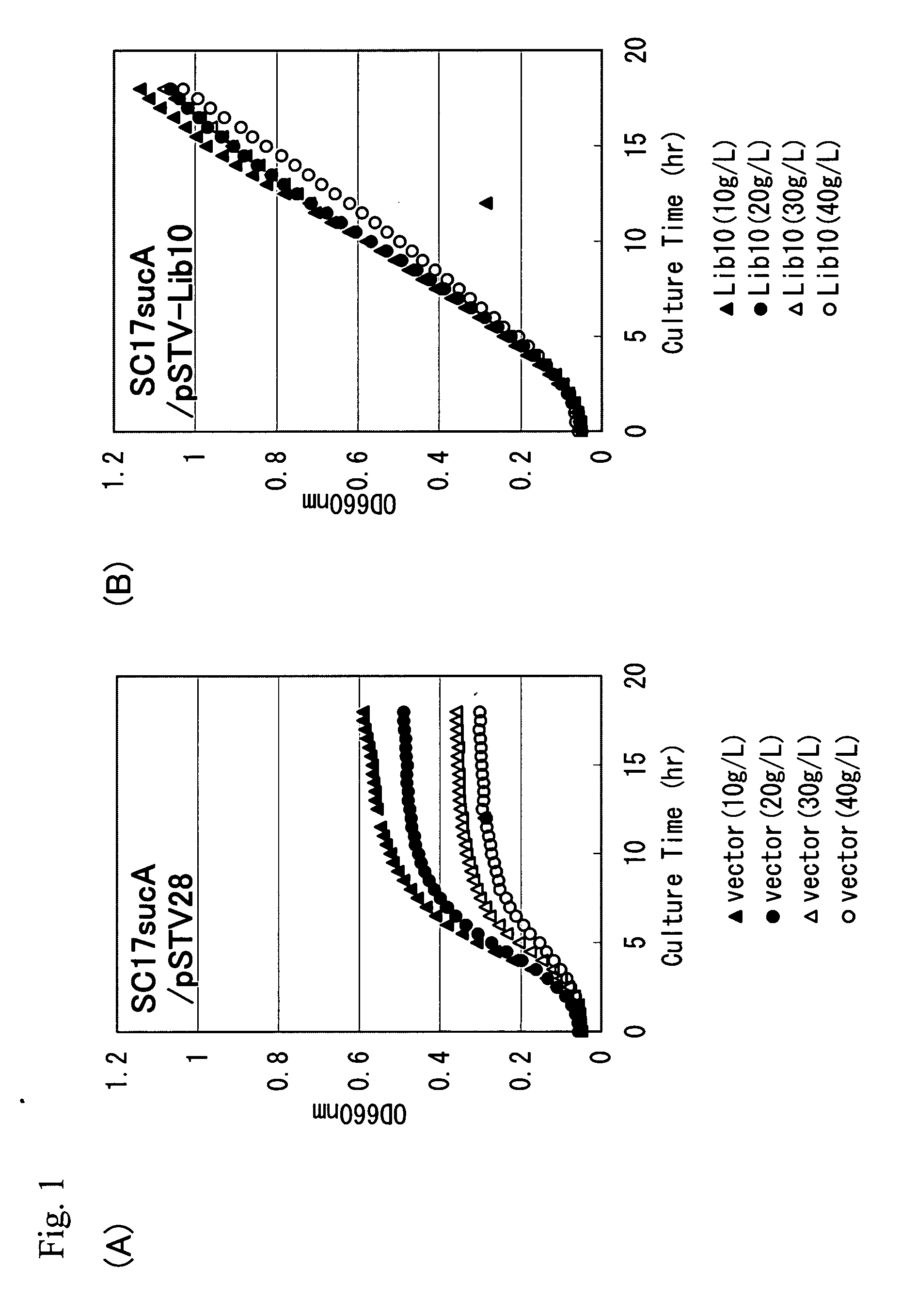 L-glutamic acid-producing microorganism and a method for producing L-glutamic acid