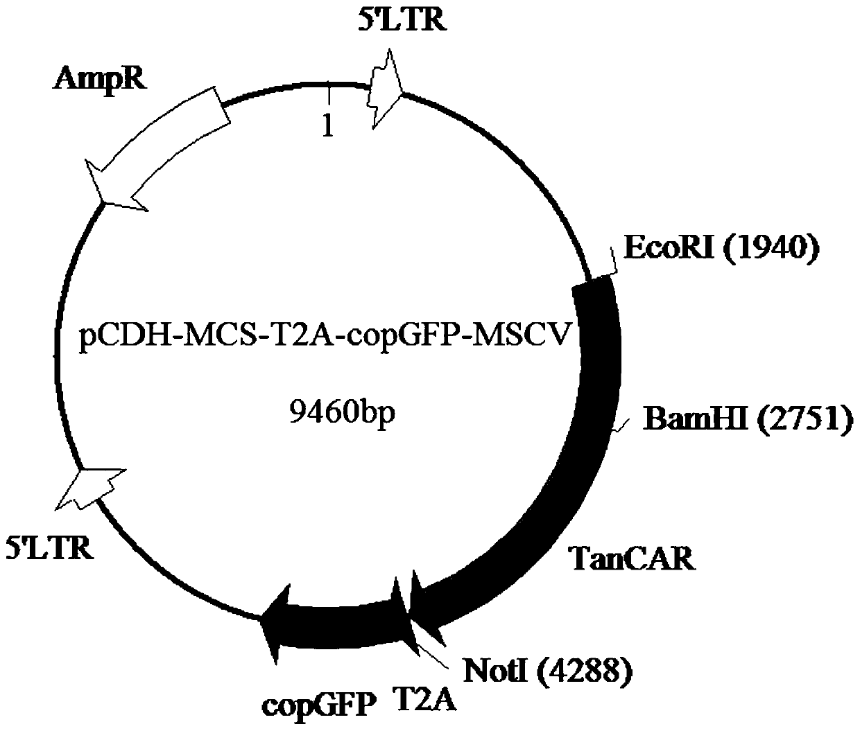 A bispecific chimeric antigen receptor gene targeting MLL leukemia and its application