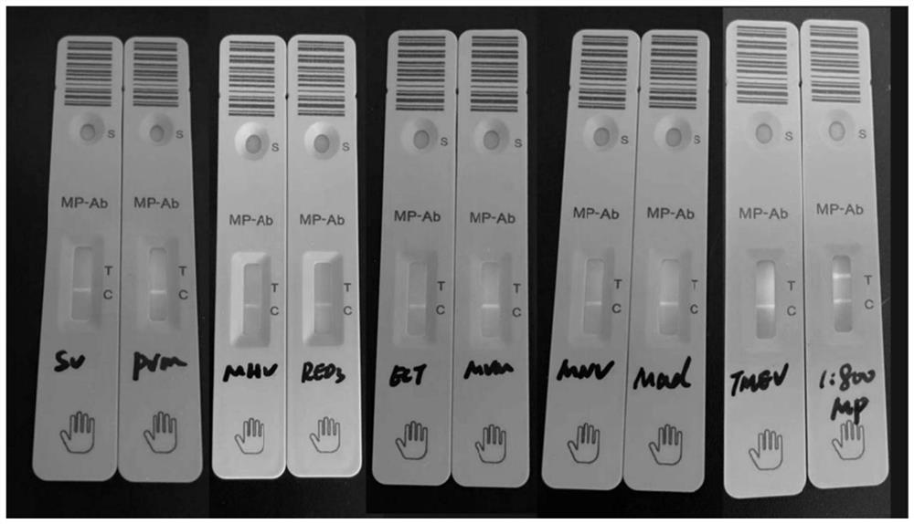 Immunofluorescence chromatography test strip for detecting mycoplasma lung antibody and application thereof