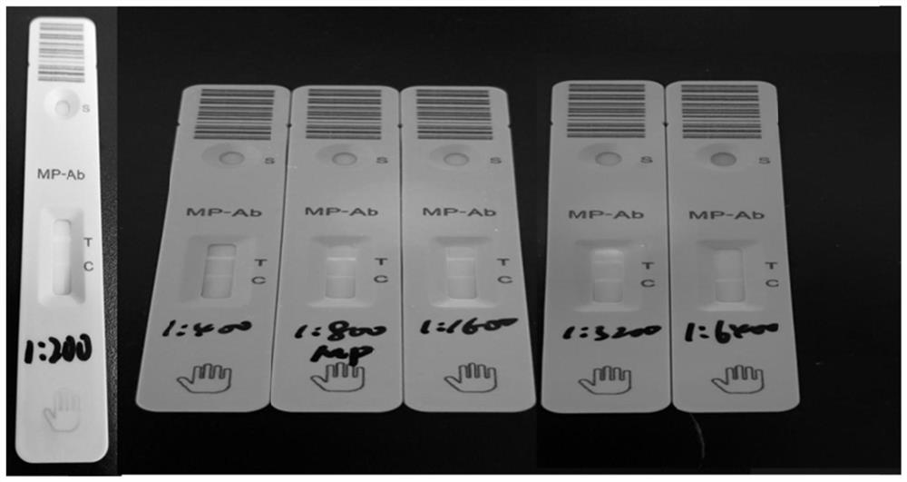 Immunofluorescence chromatography test strip for detecting mycoplasma lung antibody and application thereof