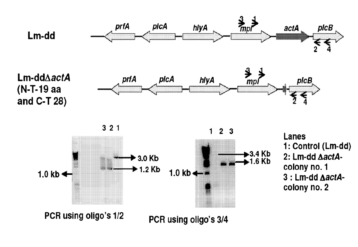 Manufacturing device and method of an immunotherapeutic formulation comprising a recombinant listeria strain