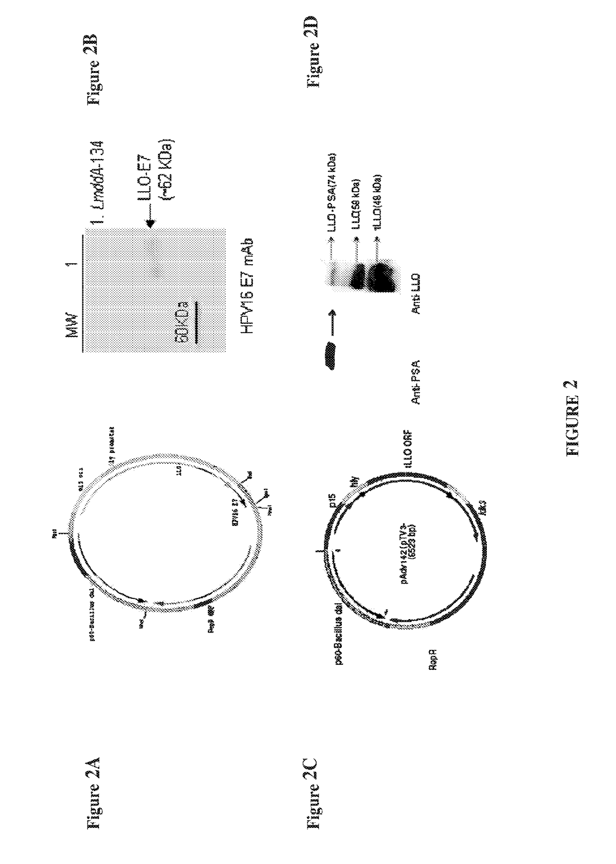 Manufacturing device and method of an immunotherapeutic formulation comprising a recombinant listeria strain