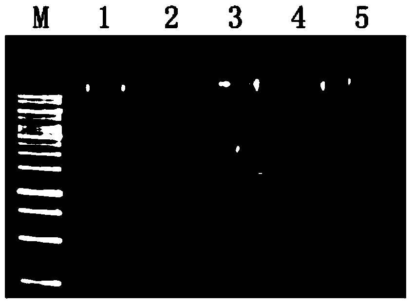 Method for analyzing genetic diversity of Portunus trituberculatus by using DArT (diversity arrays technology) labelling technique