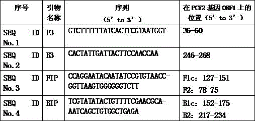 Loop-mediated isothermal amplification primer and method for detecting type 2 porcine circovirus