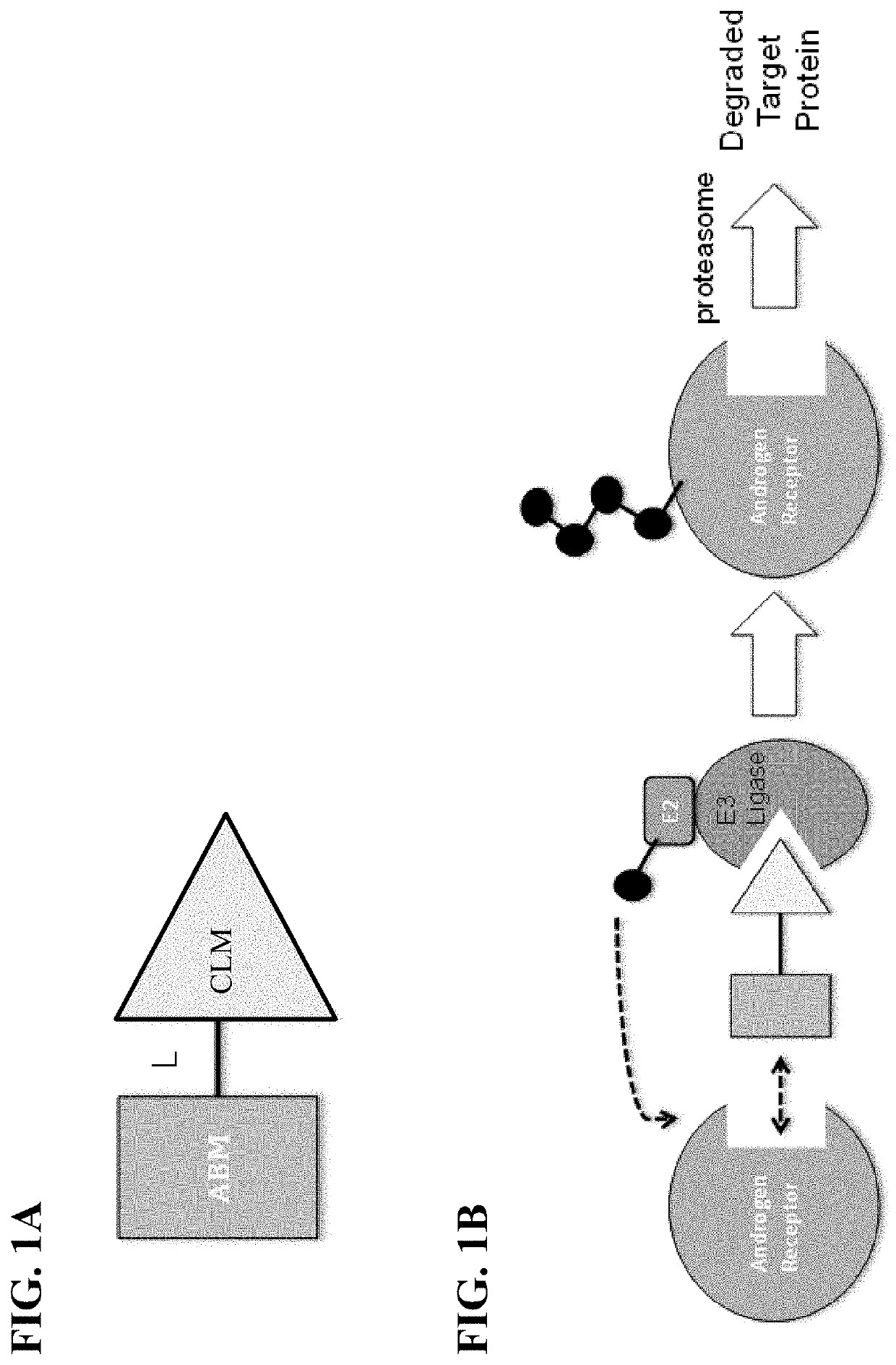 Compounds and methods for the targeted degradation of androgen receptor