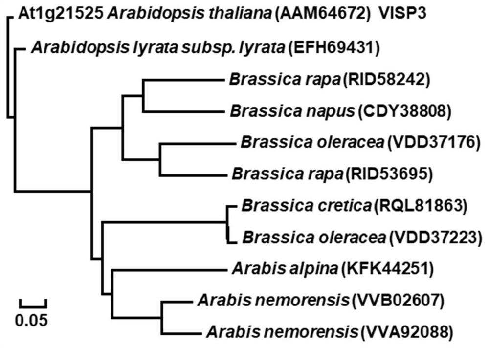 Plant selective autophagy receptor small peptide and application thereof