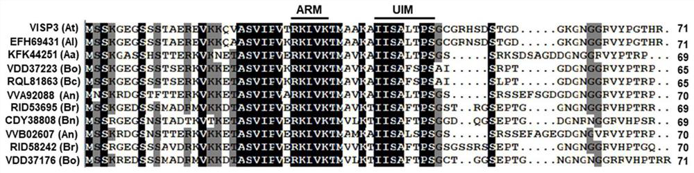 Plant selective autophagy receptor small peptide and application thereof