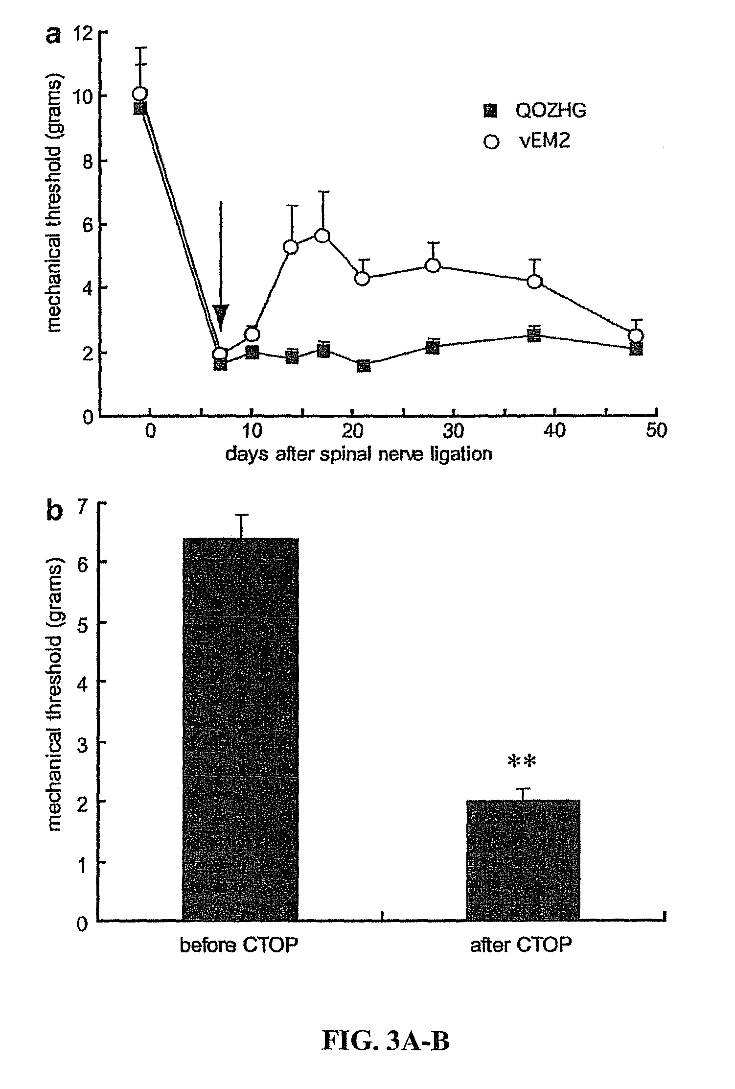 Method of amidated peptide biosynthesis and delivery in vivo: endomorphin-2 for pain therapy