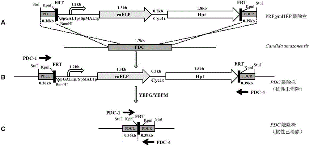 FLP/FRT gene knockout method of Candida amazonensis