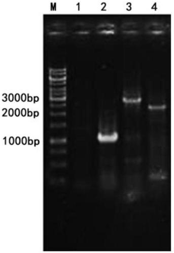 Aureobasidium pullulans alb1 gene knockout mutant strain and its application