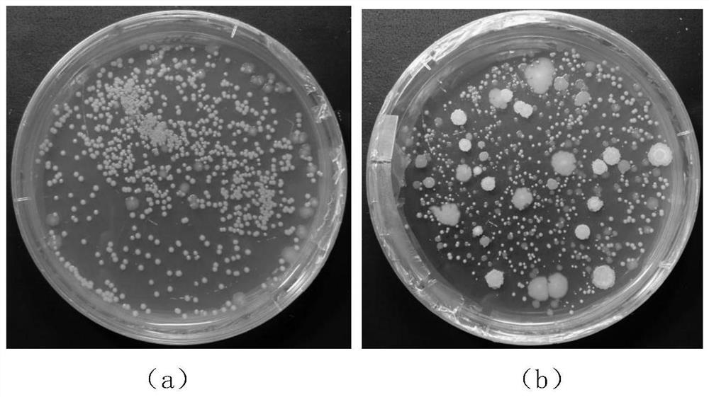 A spray-assisted high-throughput microbial inoculation device