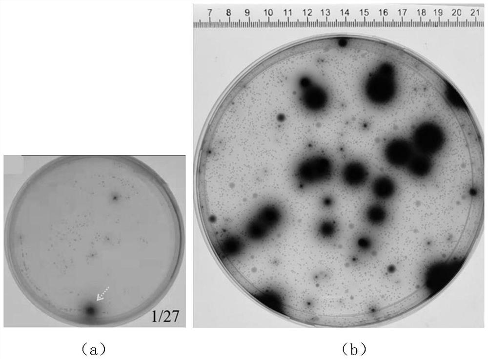 A spray-assisted high-throughput microbial inoculation device