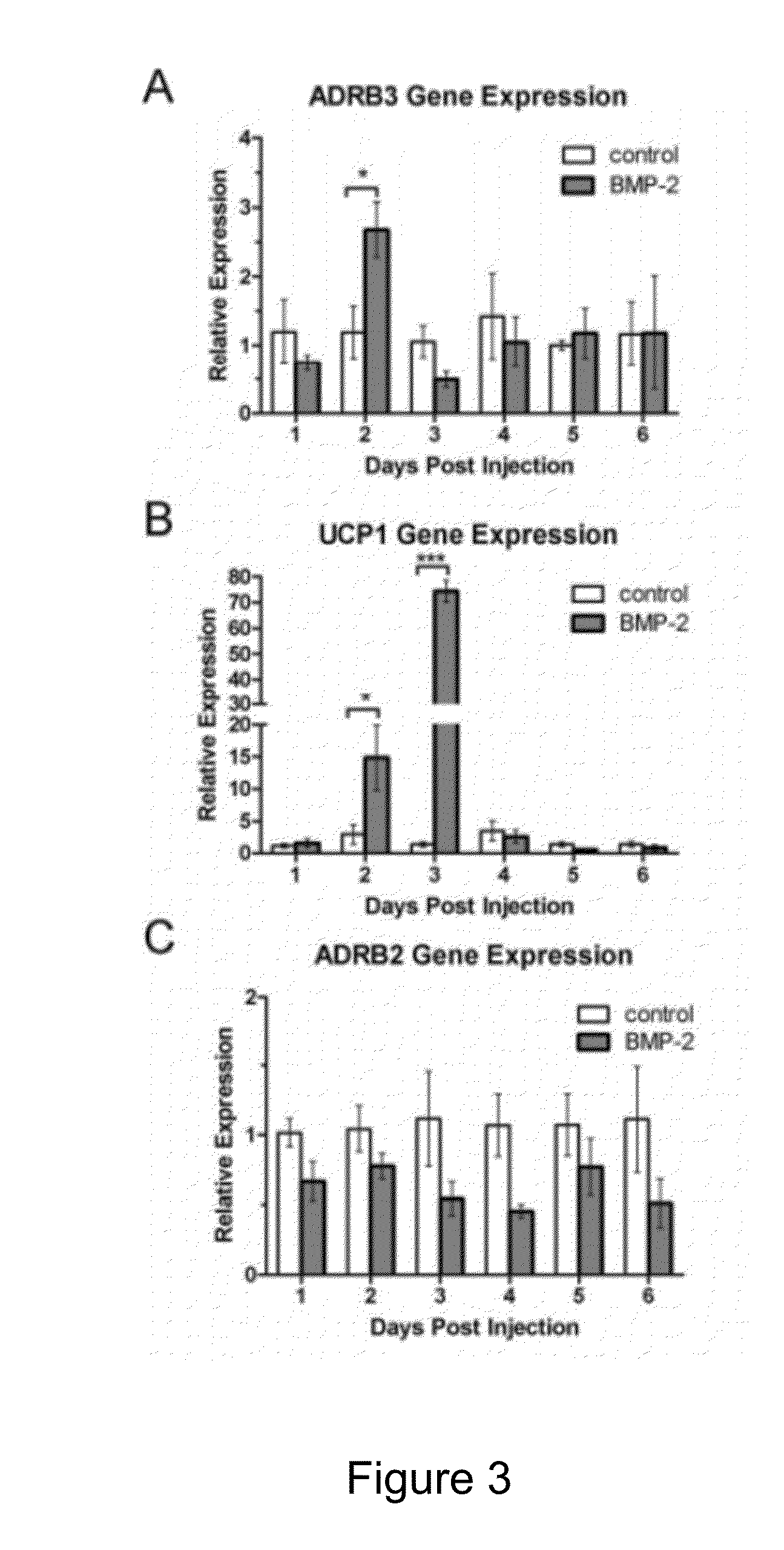 Perineurium Derived Adult Stem Cells and Methods of Use