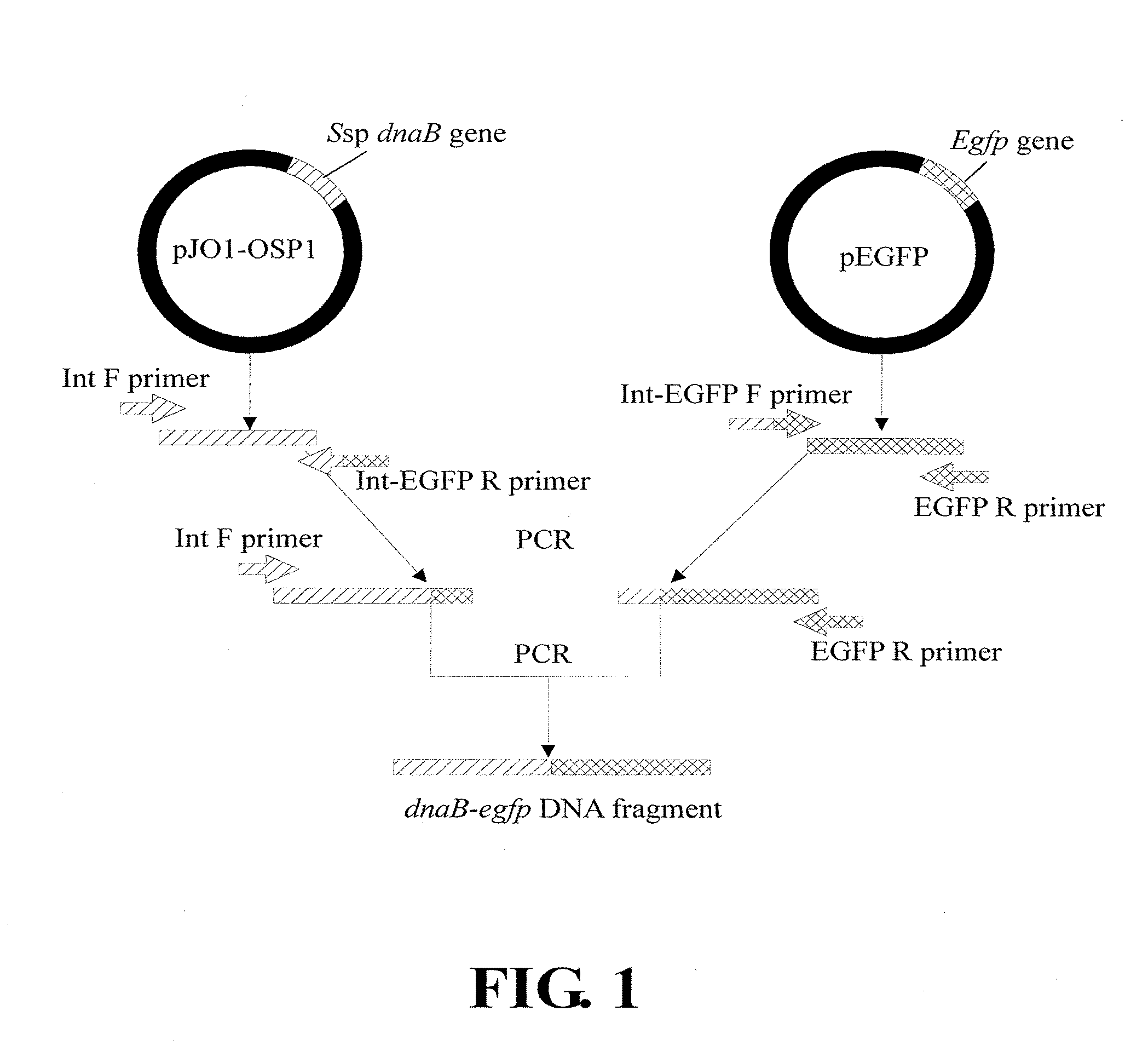 Expression Cassette, Recombinant Host Cell and Process for Producing a Target Protein