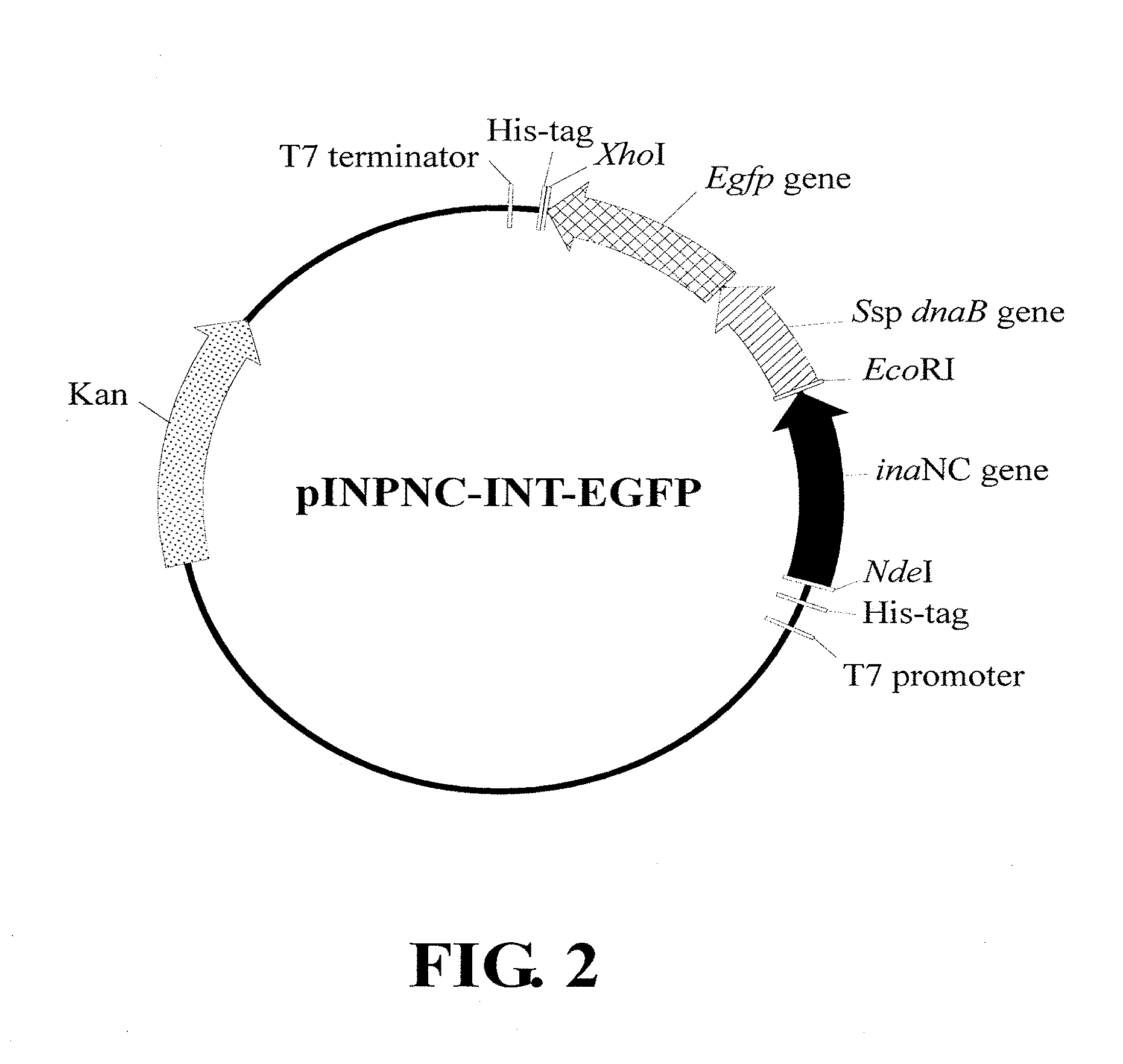 Expression Cassette, Recombinant Host Cell and Process for Producing a Target Protein