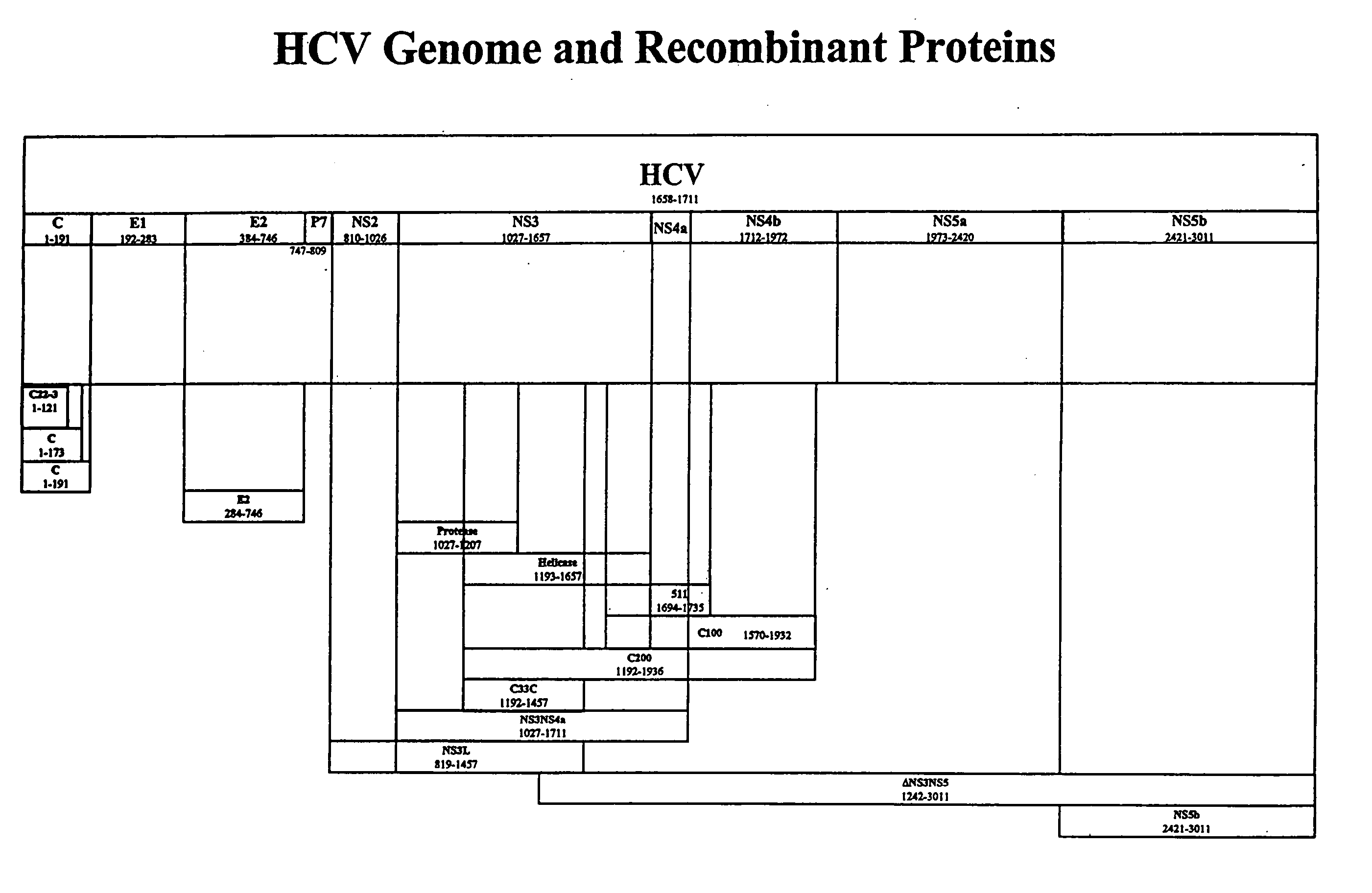 Truncated hepatitis C virus NS5 domain and fusion proteins comprising same