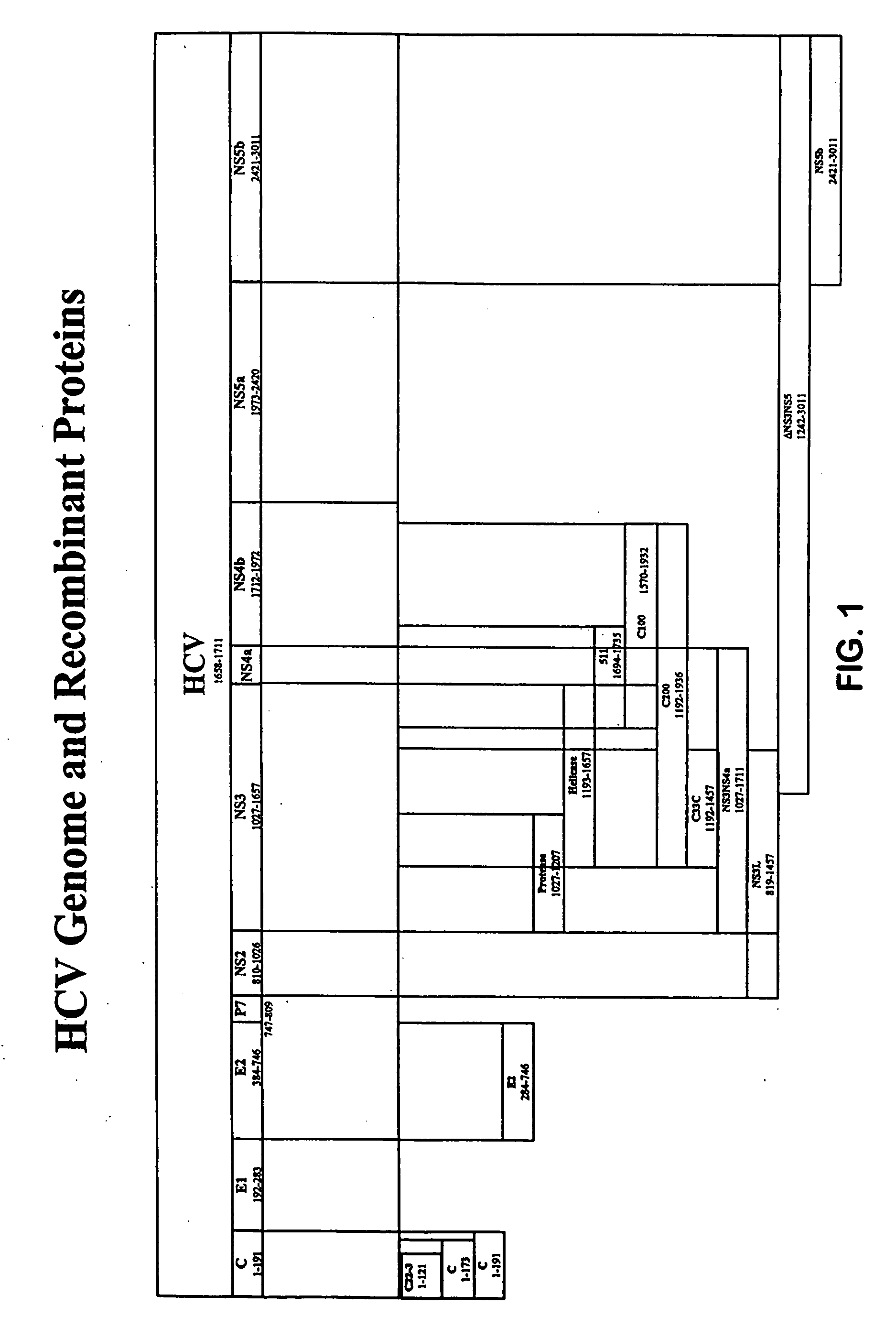 Truncated hepatitis C virus NS5 domain and fusion proteins comprising same