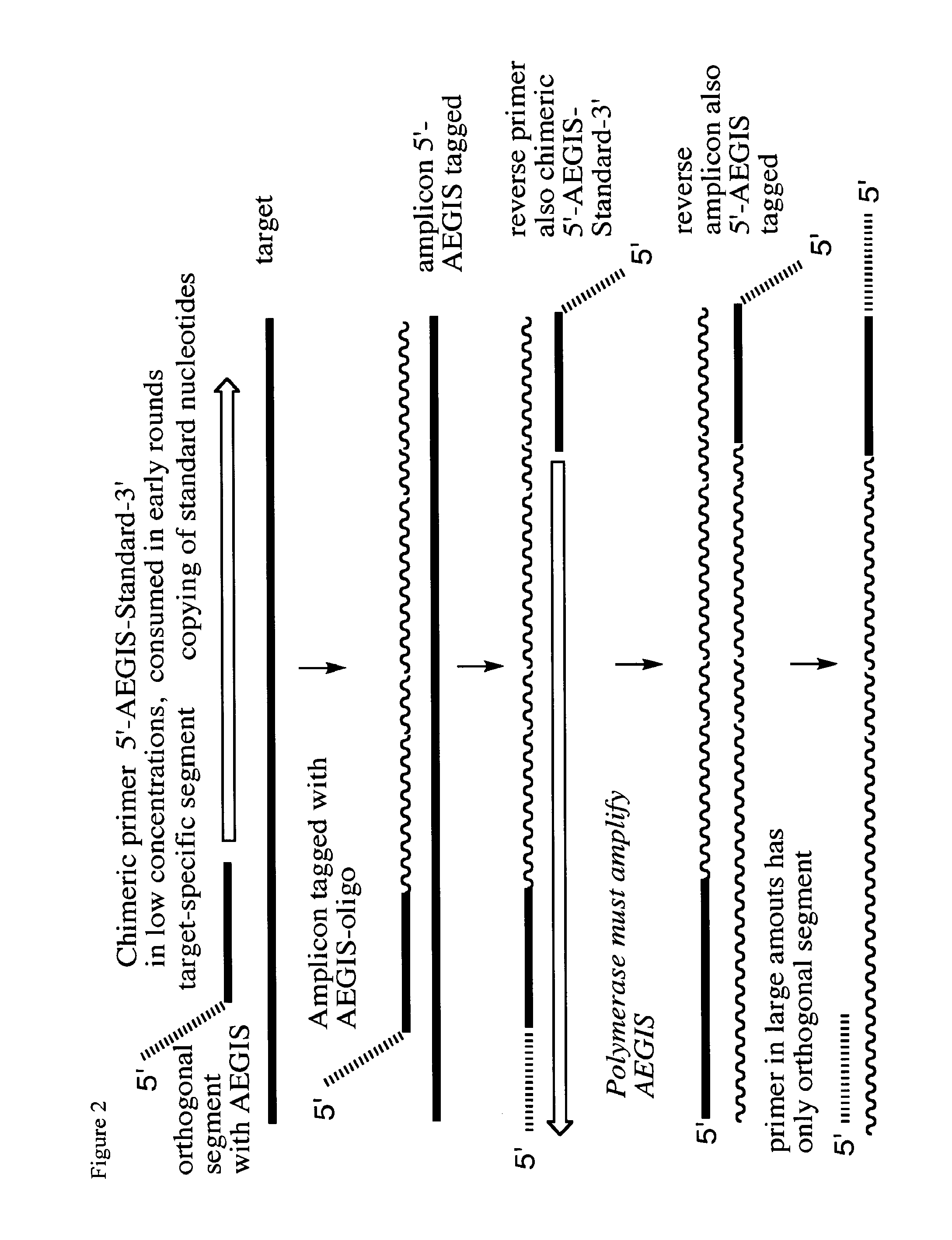 Polymerase incorporation of non-standard nucleotides