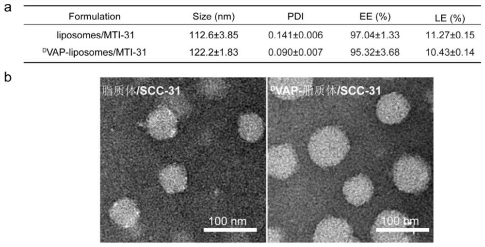 Molecular targeting drug-entrapped liposome and application of liposome in preparation of drug for treating tumors