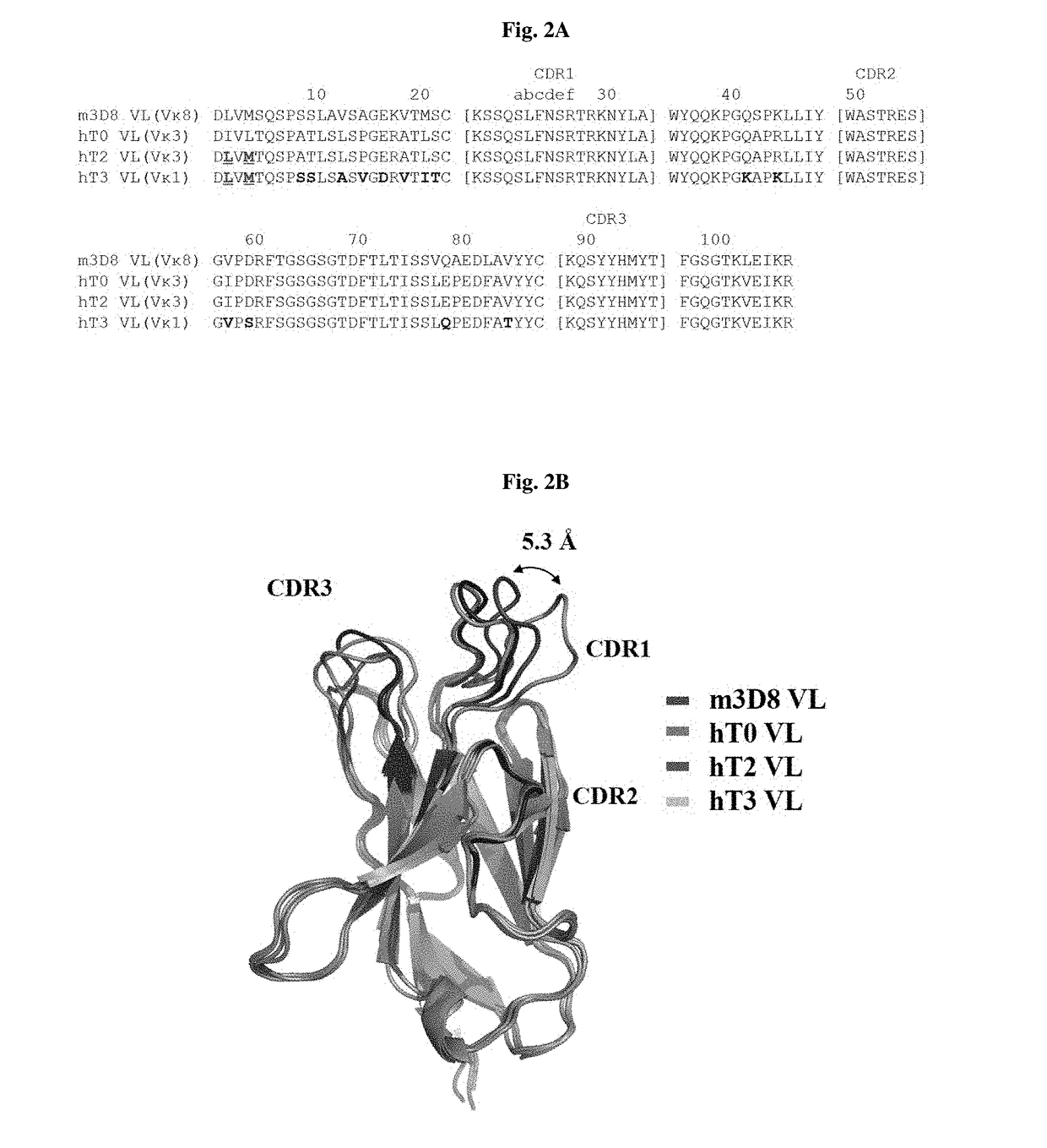 Method for positioning, in cytoplasm, antibody having complete immunoglobulin form by penetrating antibody through cell membrane, and use for same