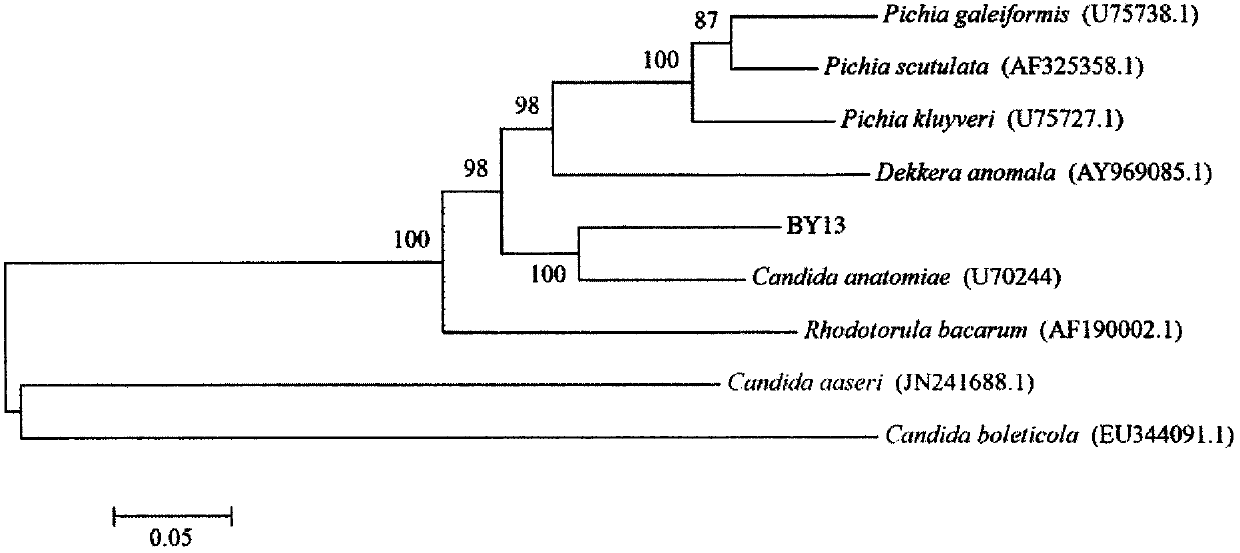 Antagonistic yeast Candida anatomiae as well as preparation and application method thereof