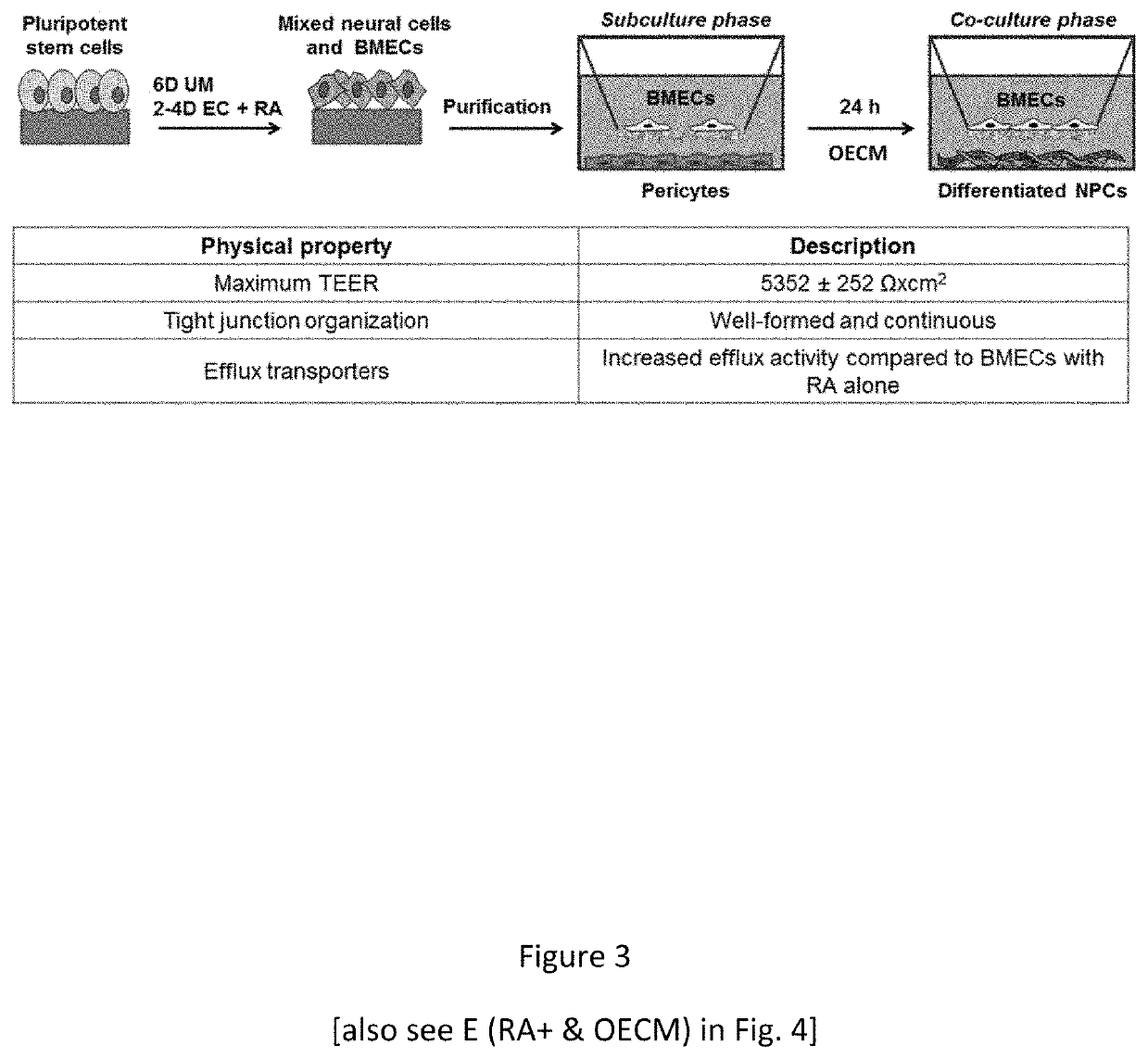 Retinoic acid enhanced human stem cell derived blood brain barrier model