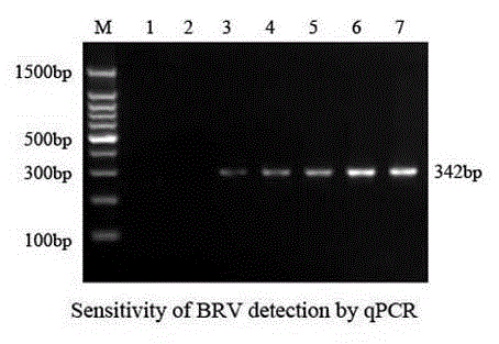 VP7 gene-based bovine rotavirus qPCR detecting kit
