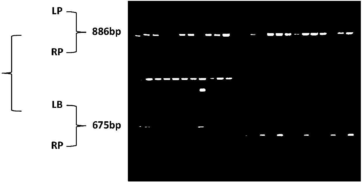 Application of LHAP1 protein and its coding gene in regulation of plant photosynthesis