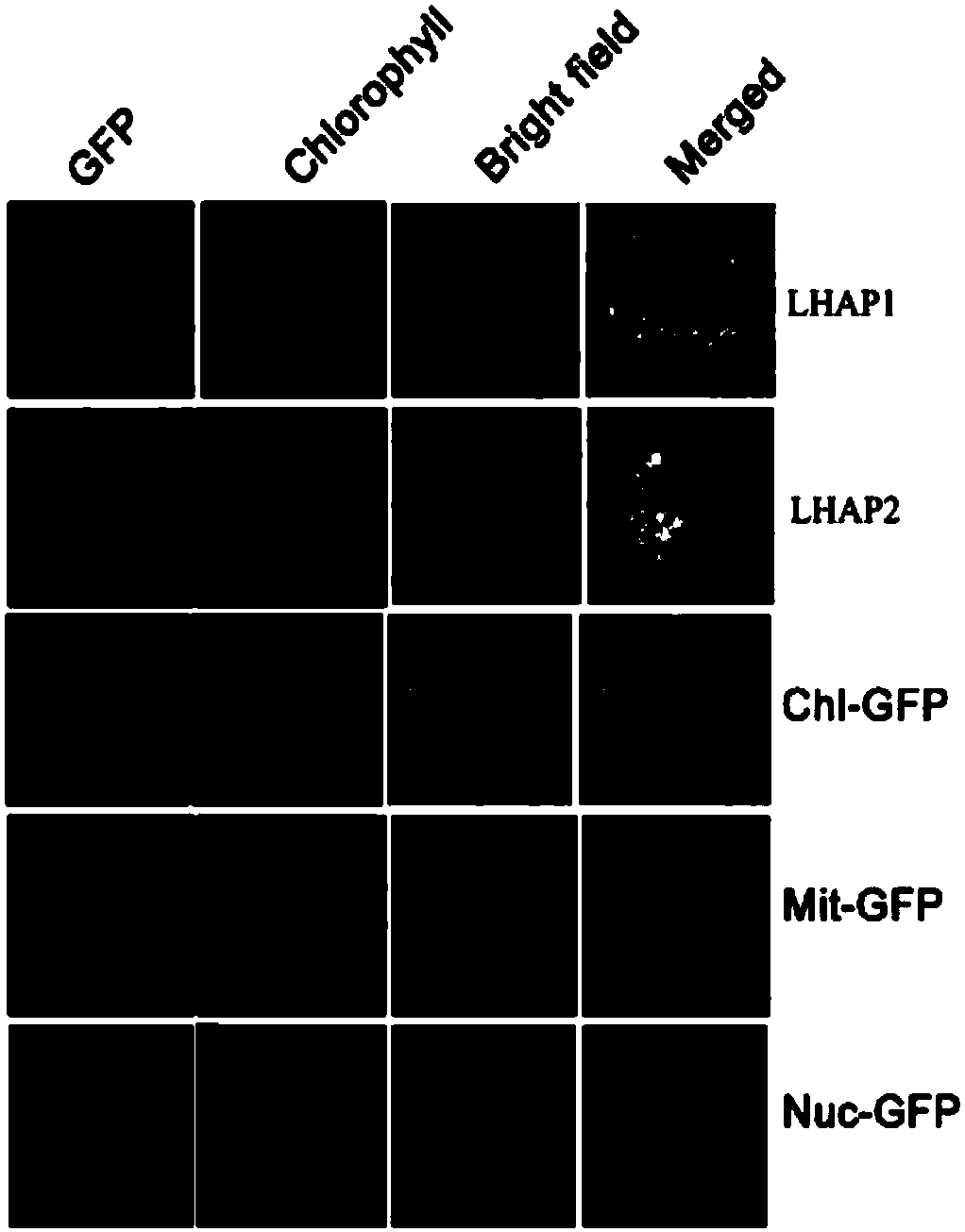 Application of LHAP1 protein and its coding gene in regulation of plant photosynthesis