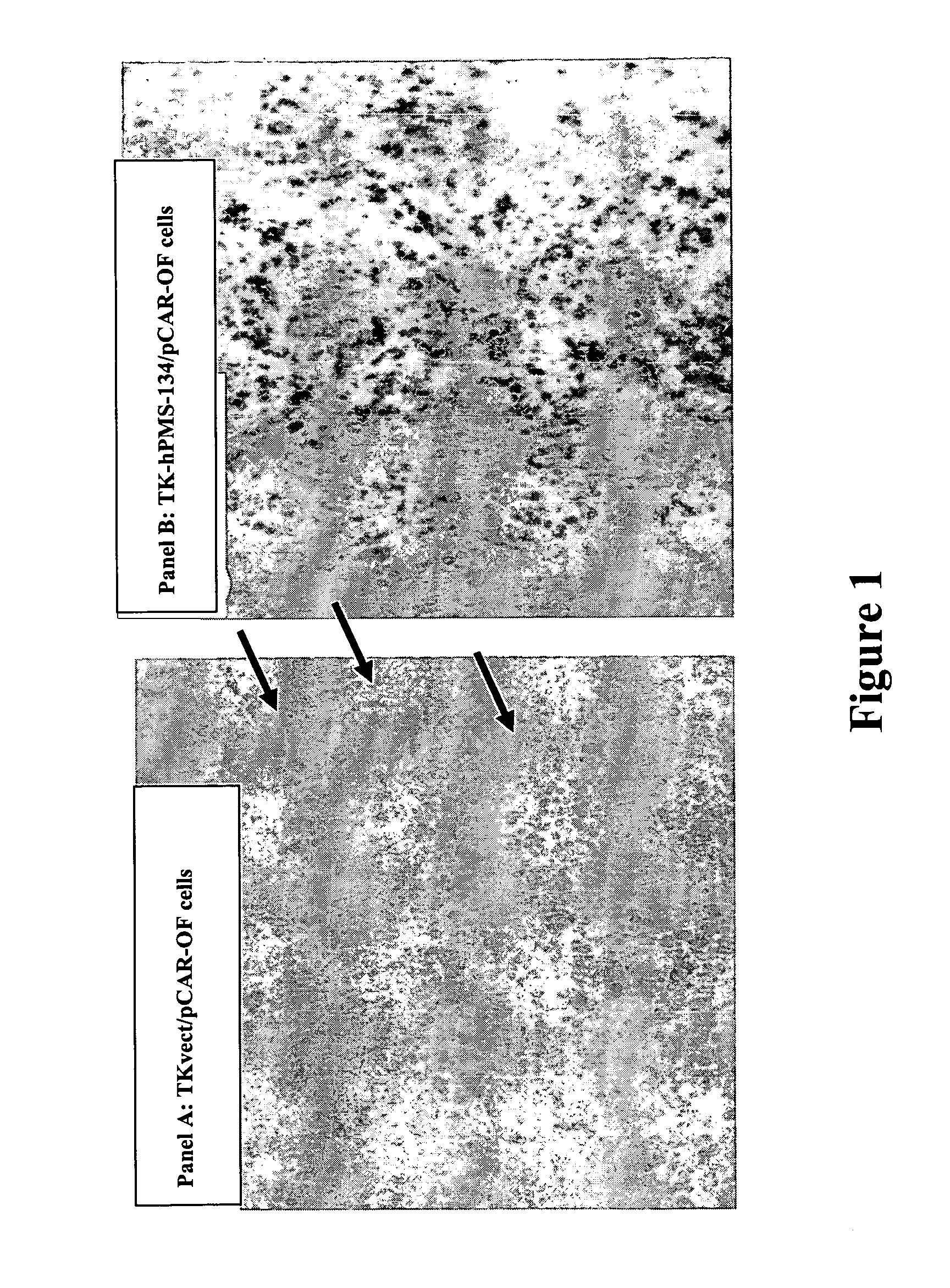 Methods for isolating novel antimicrobial agents from hypermutable mammalian cells