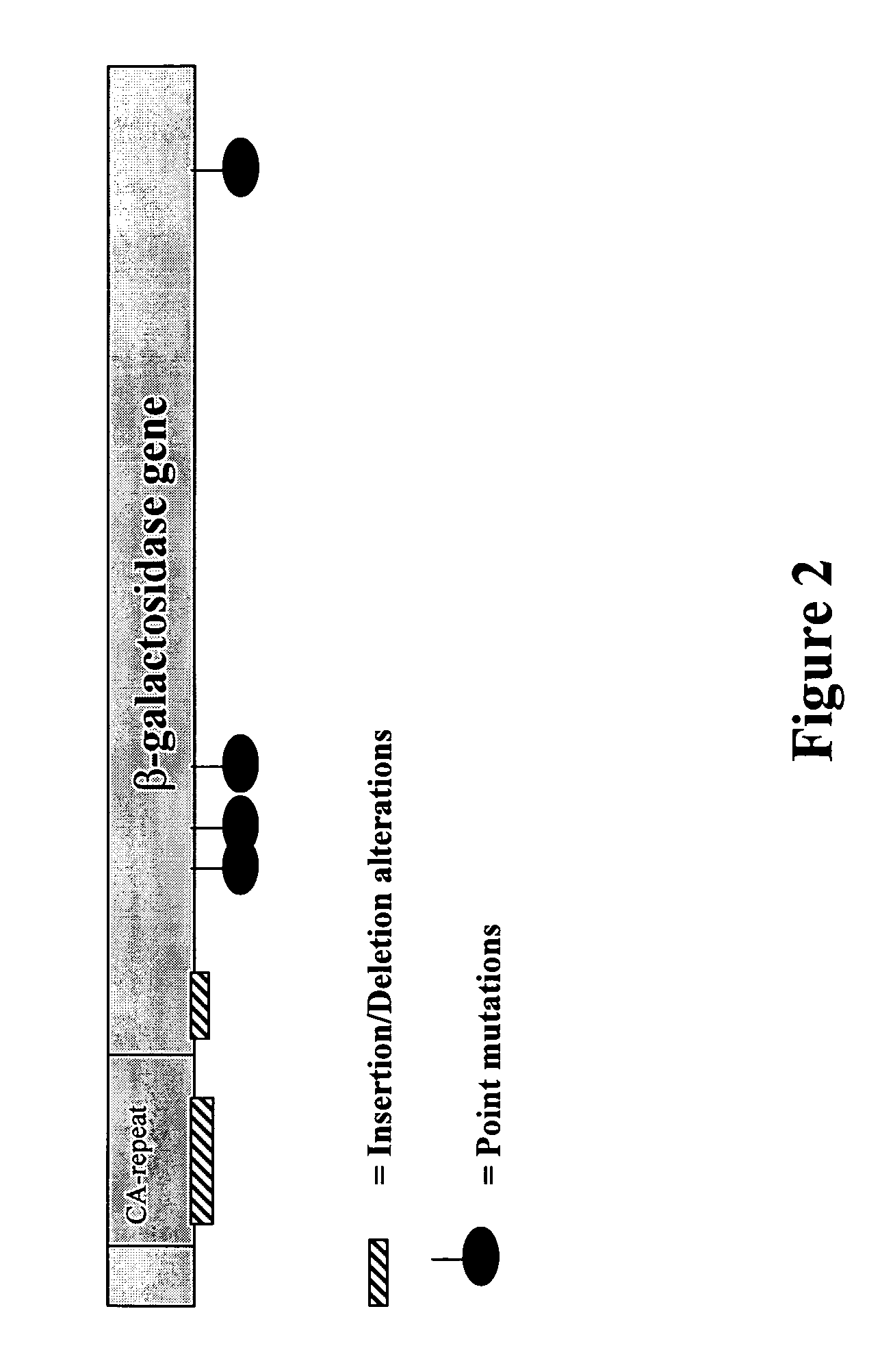 Methods for isolating novel antimicrobial agents from hypermutable mammalian cells