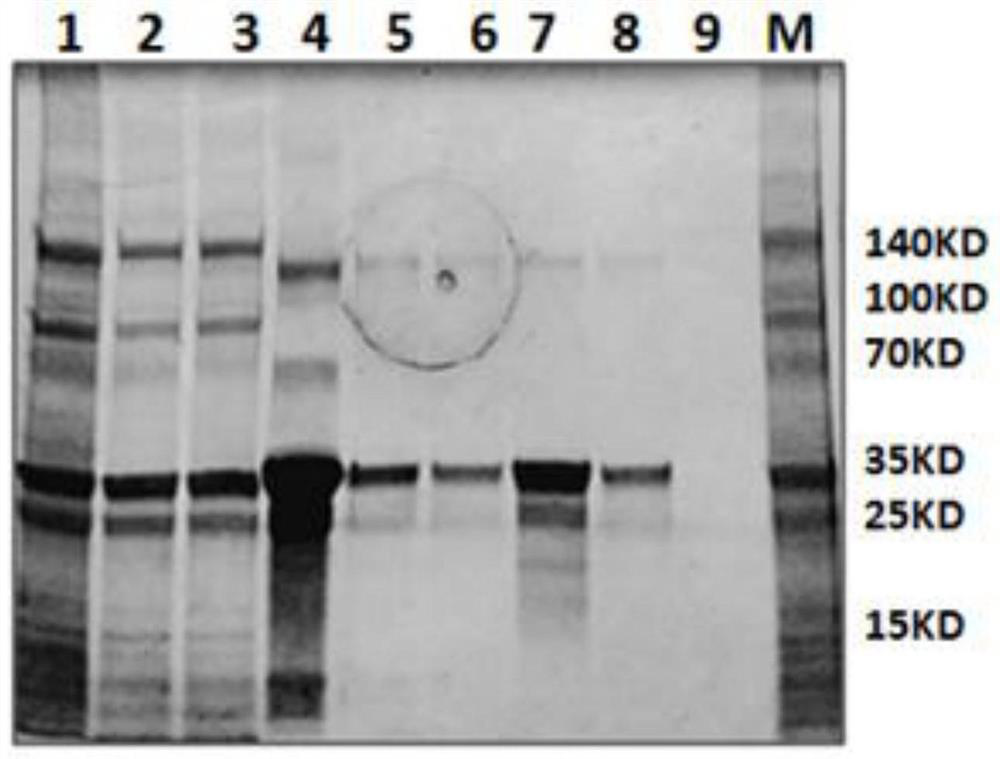 A method for large-scale production of high-purity porcine circovirus orf2 protein