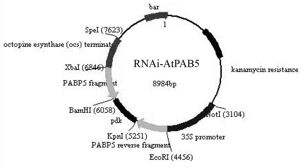 Rape BnPAB5 gene and application thereof