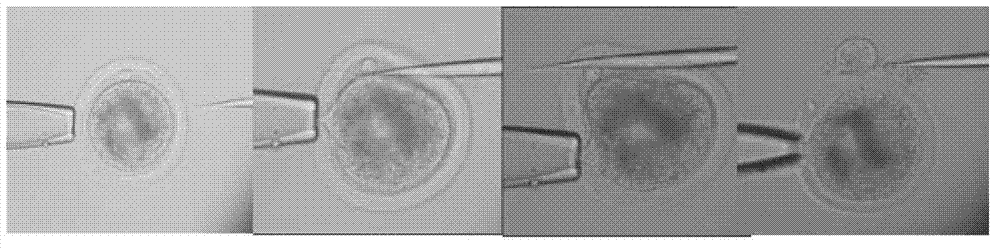 Method for producing somatic cell cloned bovine blastocyst