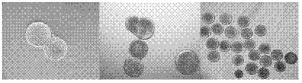 Method for producing somatic cell cloned bovine blastocyst